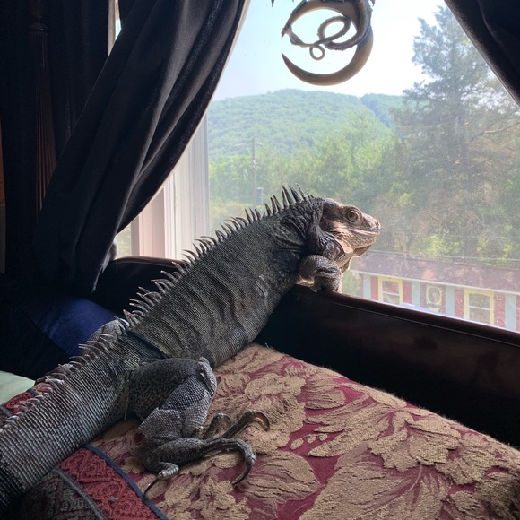 MY MANTRID - Picture 10 of 16